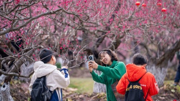 梅景升级！世纪公园引进双株珍稀梅树，美人梅接力迎春绽放