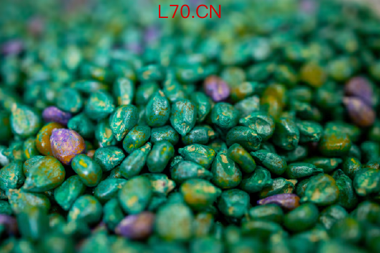 拌有微生物处理的种子。