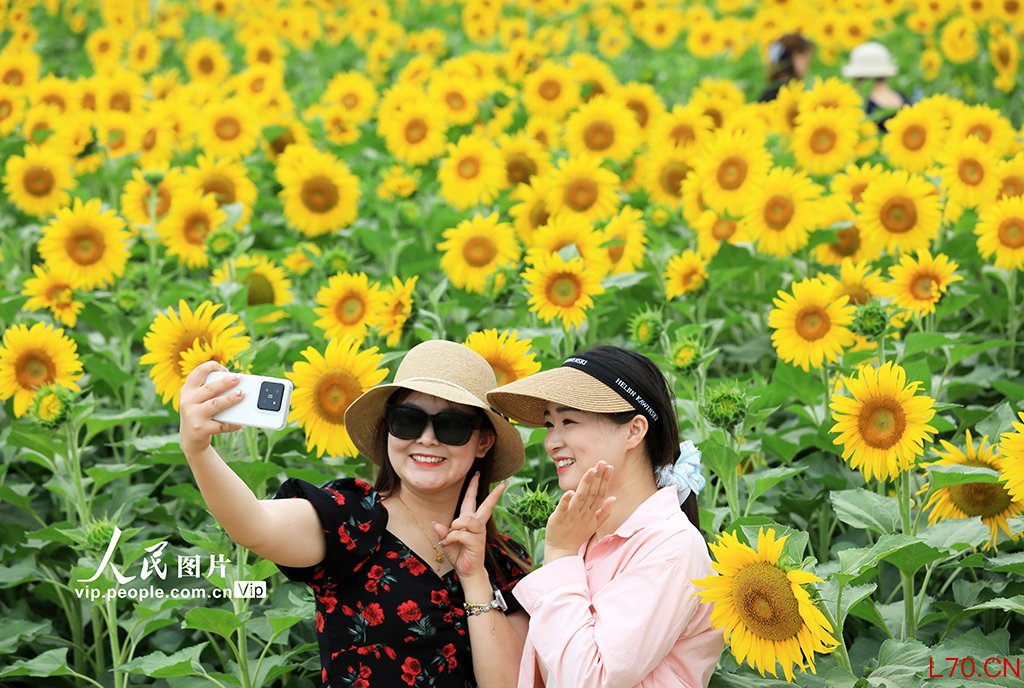 安徽淮北：芬芳夏日葵花开