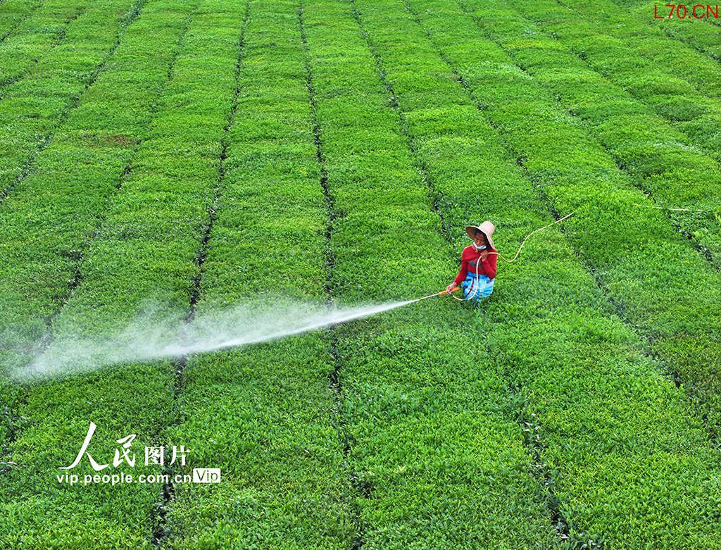江西泰和：夏茶管护