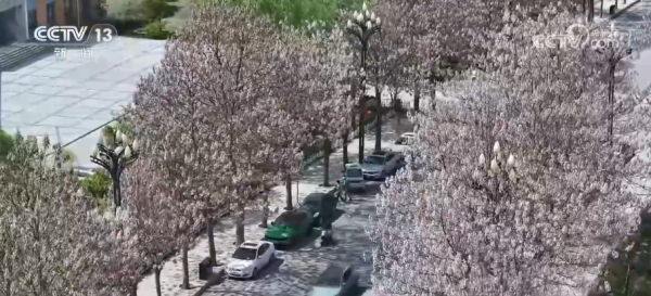 “一街一景”厚植城市绿色底蕴 生态绿化成果更好惠及民生