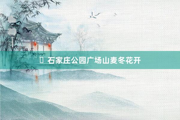 ​石家庄公园广场山麦冬花开
